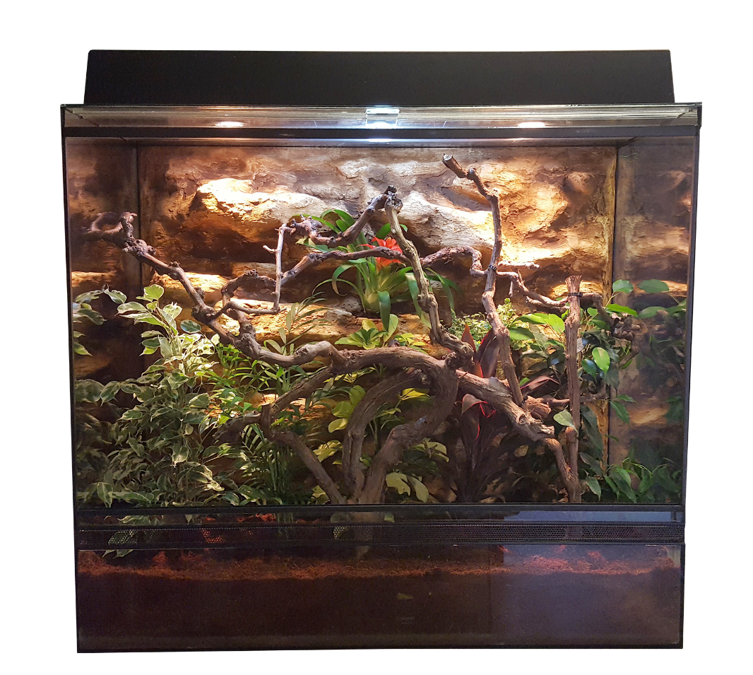 Párduc kaméleon terrárium