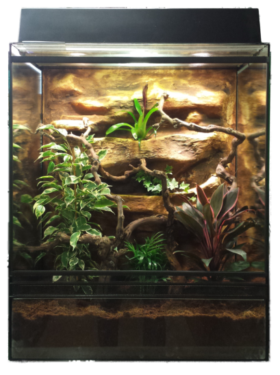 Berendezett kaméleon Terrárium