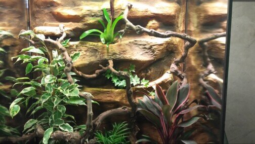 Álló terrárium