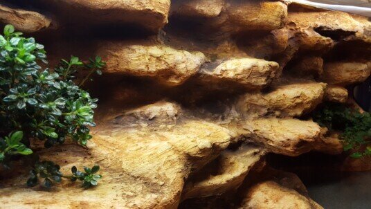 Kígyó terrárium háttér