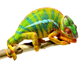 Sisakos kaméleon terrárium